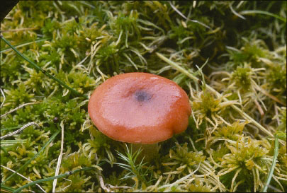 Picture of Russula americana