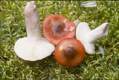 Picture of Russula americana