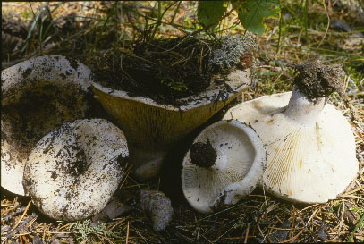 Russula brevipes