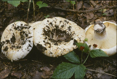 Picture of Russula brevipes