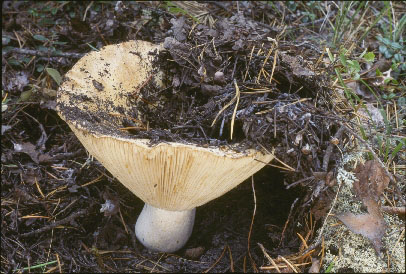Picture of Russula brevipes