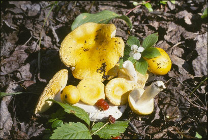 Picture of Russula chamaeleontina