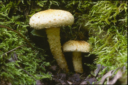 Picture of Pholiota squarrosa