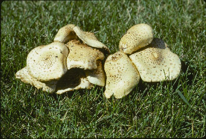 Picture of Pholiota squarrosa