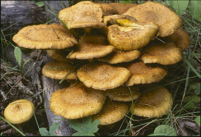 Picture of Pholiota squarrosa