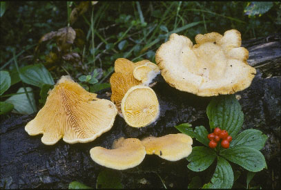 Picture of Phyllotopsis nidulans