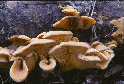 Picture of Phyllotopsis nidulans