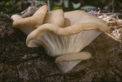 picture of Pleurotus ostreatus