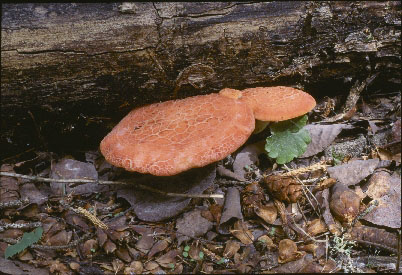 Picture of Rhodotus palmatus