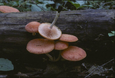 Picture of Rhodotus palmatus