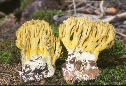 Picture of Ramaria abietina