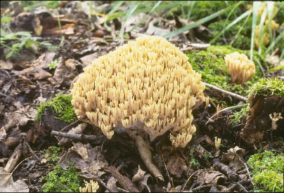 Picture of Ramaria stricta