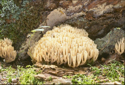 picture of Ramaria stricta