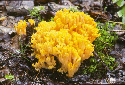 Picture of Ramaria araiospora