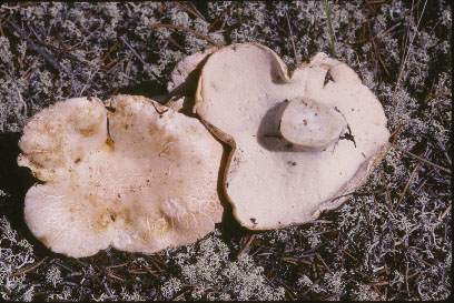 Picture of Polyporus ovinus