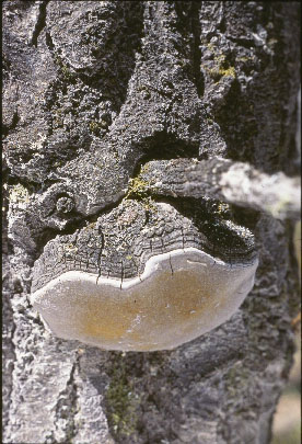 Picture of Phellinus igniarius