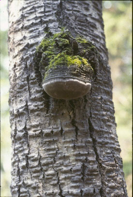 Picture of Phellinus igniarius