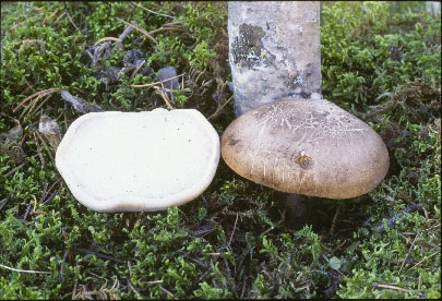 Picture of Piptoporus betulinas