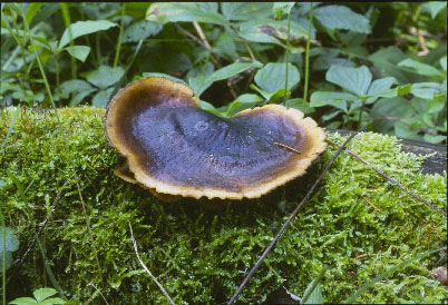 Picture of Polyporus badius