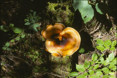 Picture of Polyporus badius