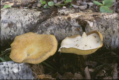 Picture of Polyporus elegans