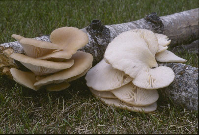 Picture of Pleurotus ostreatus