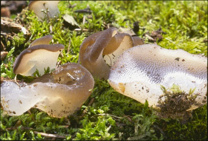 Picture of Pseudohydnum gelatinosum