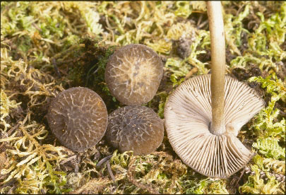 Picture of Pluteus seticeps