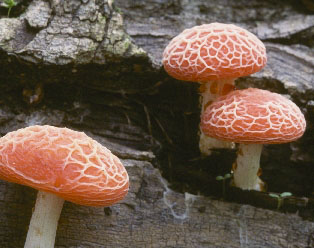 Picture of Rhodotus palmatus