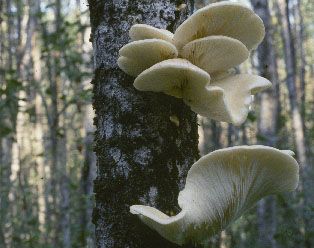 Picture of Pleurotus ostreatus