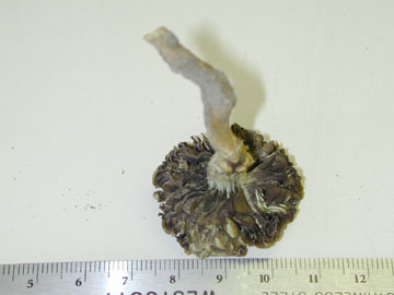 Pictue of Stropharia squamosa