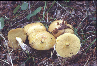 Picture of Suillus brevipes