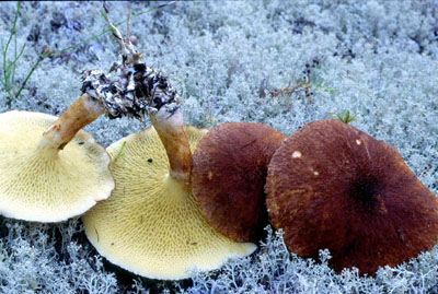 Picture of Suillus cavipes