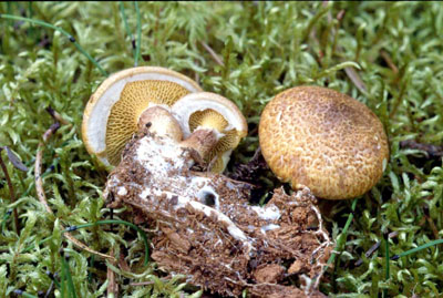 Picture of Suillus cavepes