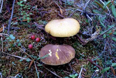 Picture of Suillus cavipes