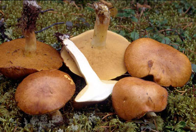 picture of Suillus granulatas