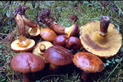 picture of Suillus grevillei