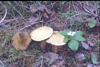 Picture of Suillus tomentosus