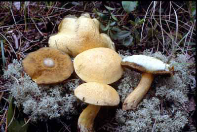 picture of Suillus tomentosus