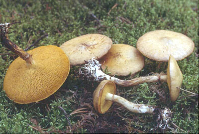 Picture of Suillus umbonatus