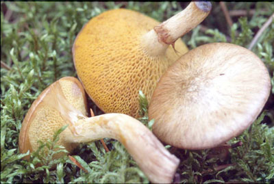 Picture of Suillus umbonaatus