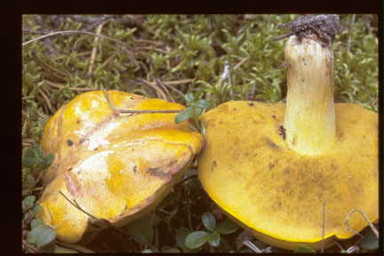 Picture of Suillus brevipes