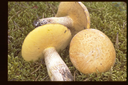 Picture of Suillus granulatas