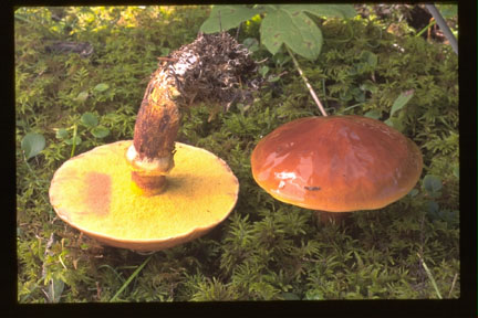 Picture of Suillus grevillei