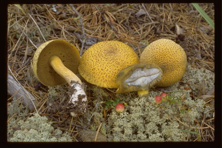 Picture of Suillus tomentosus