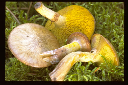 picture of Suillus umbonatus