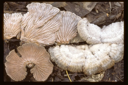 Picture of Schizophyllum commune