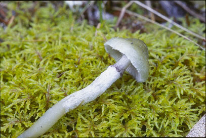 Picture of Stropharia aeruginosa