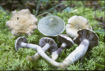 Picture of Stropharia aeruginosa