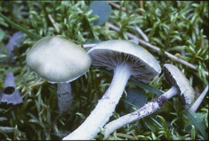 Picture of Stropharia aeruginosa